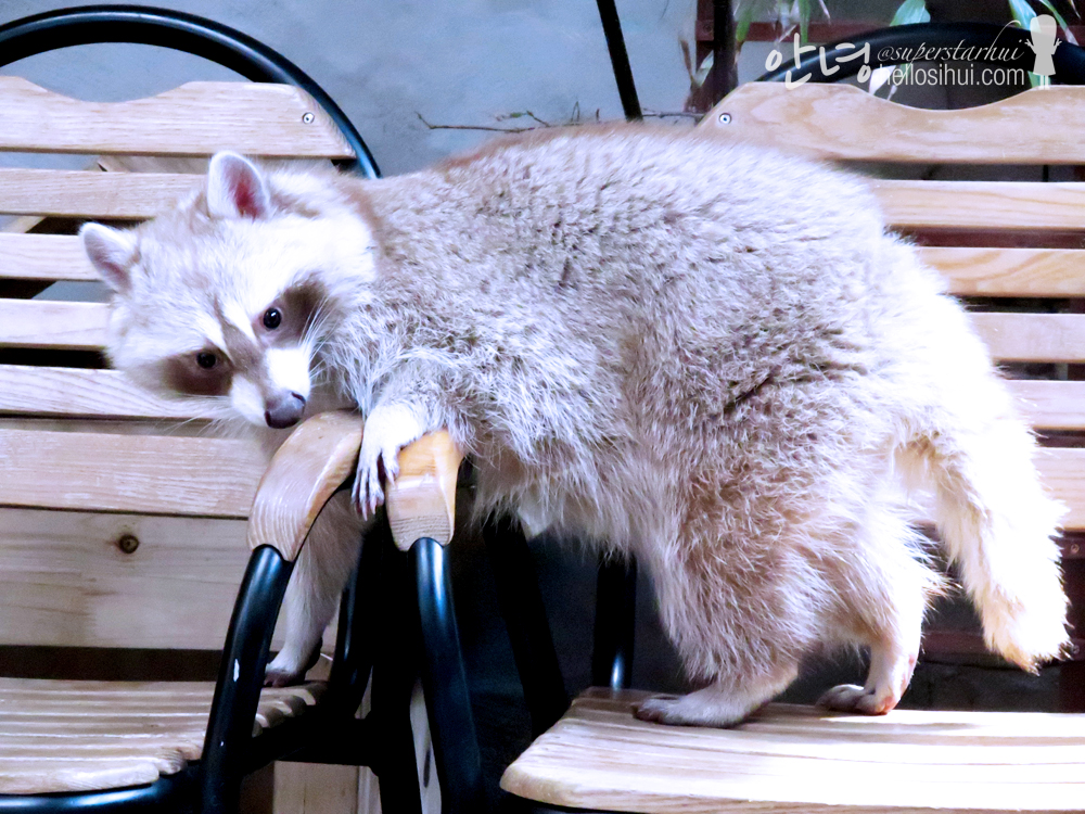 Blind Alley, The Raccoon Cafe