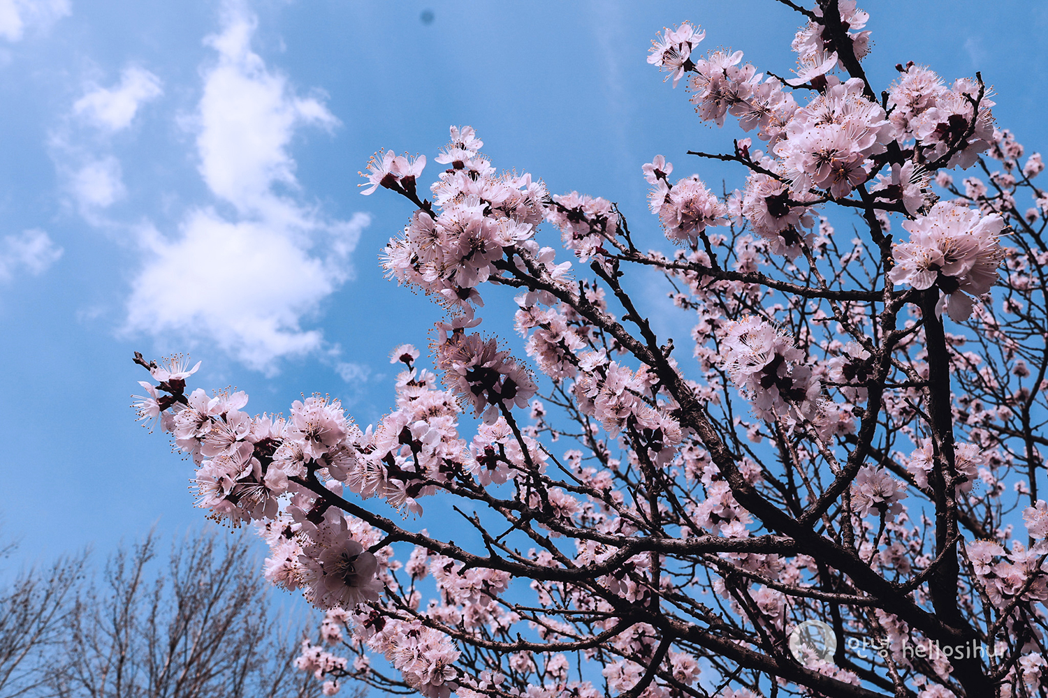 KOREA 2024: Cherry Blossom Hunt at Seoul Children Grand Park