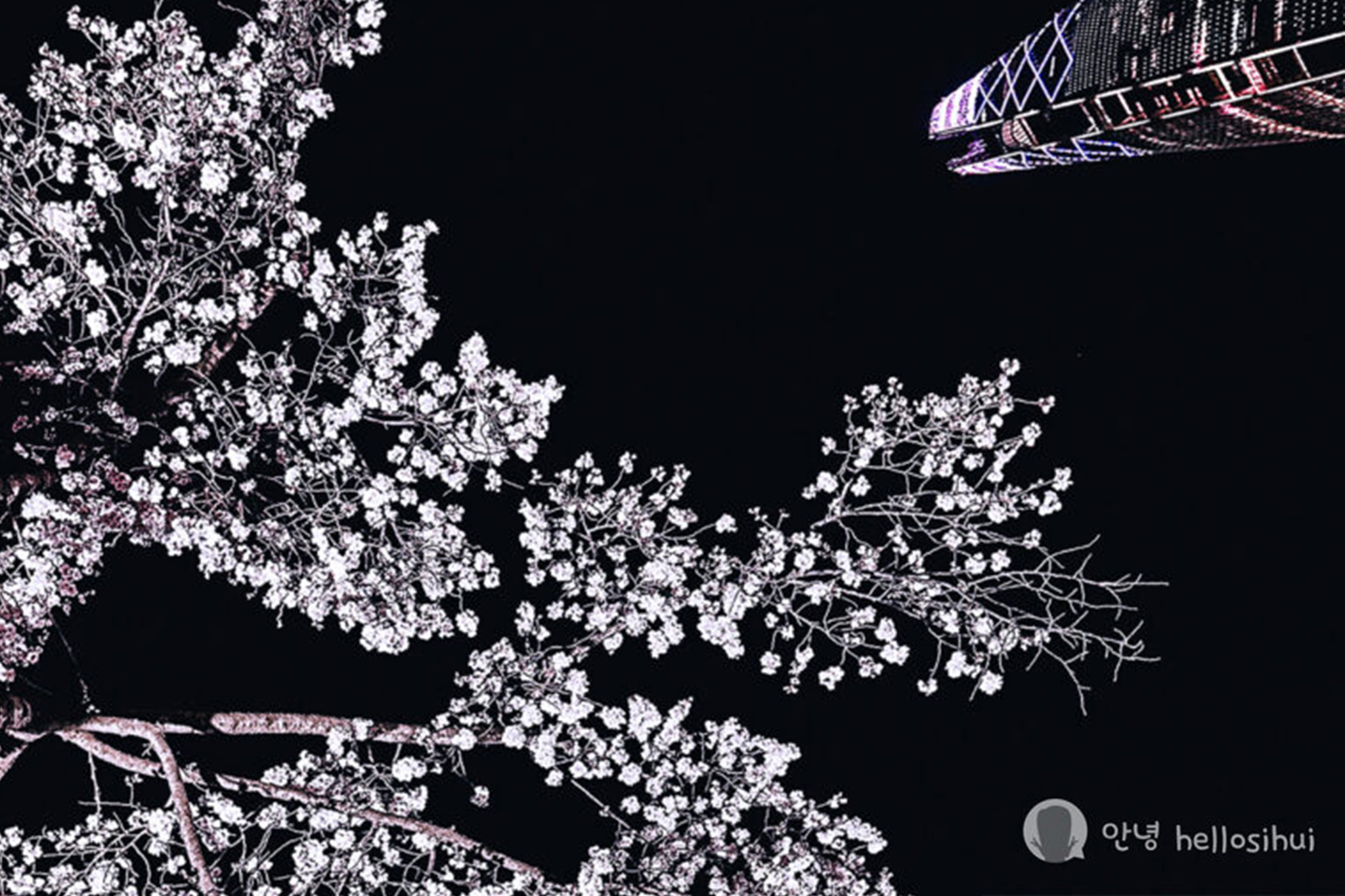 KOREA 2024: Night View of Cherry Blossom at Songpa Naru Park